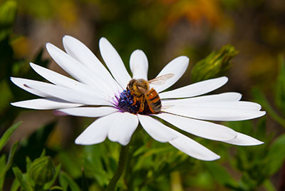 Ape mellifera