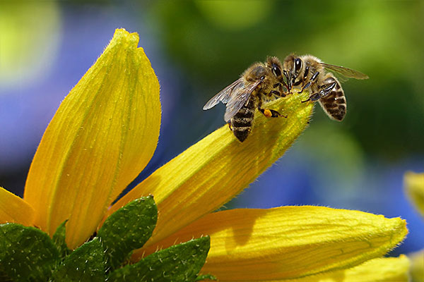 Zona di raccolta prodotti dell'alveare non contaminata