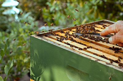 Extracting propolis