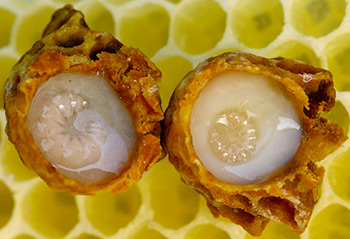 La pappa reale in forma naturale La pappa reale in forma naturale