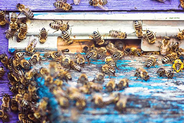 Le api trasformano la resina in propoli, che viene usata per proteggere l'alveare