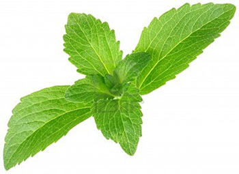 Stevia - un dolcificante naturale Foglie di stevia - un dolcificante naturale